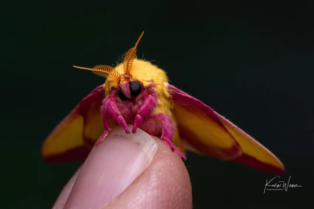 The Rosy Maple Moth