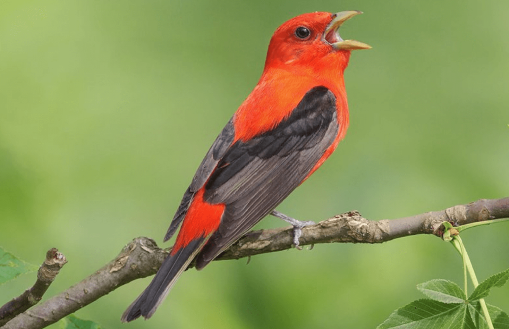 The Scarlet Tanager