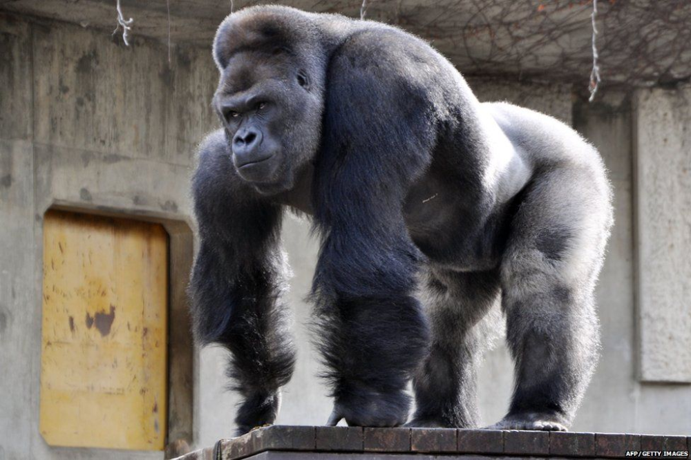 The Silverback Gorilla