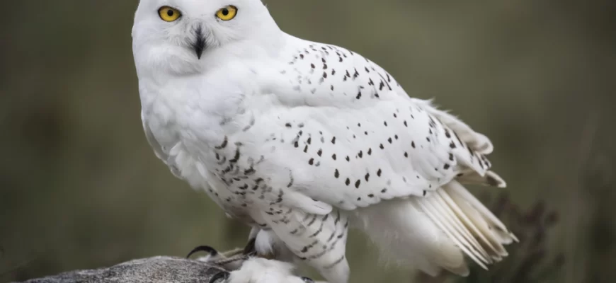 The Snowy Owl