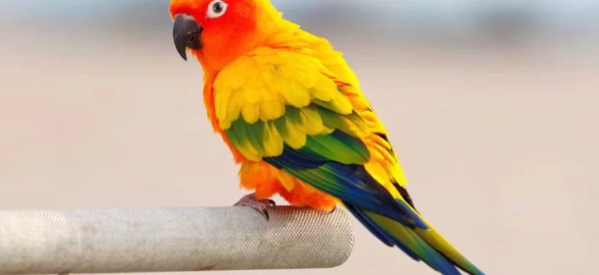 The Sun Conure