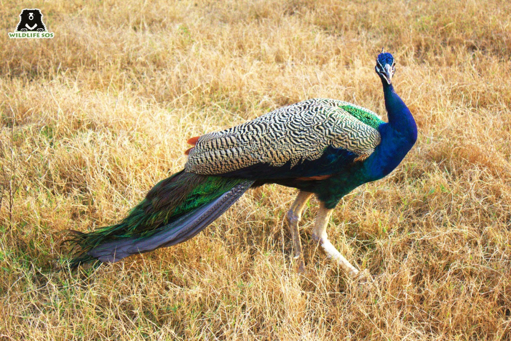 The Indian Peafowl