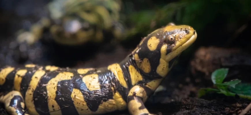 The Tiger Salamander