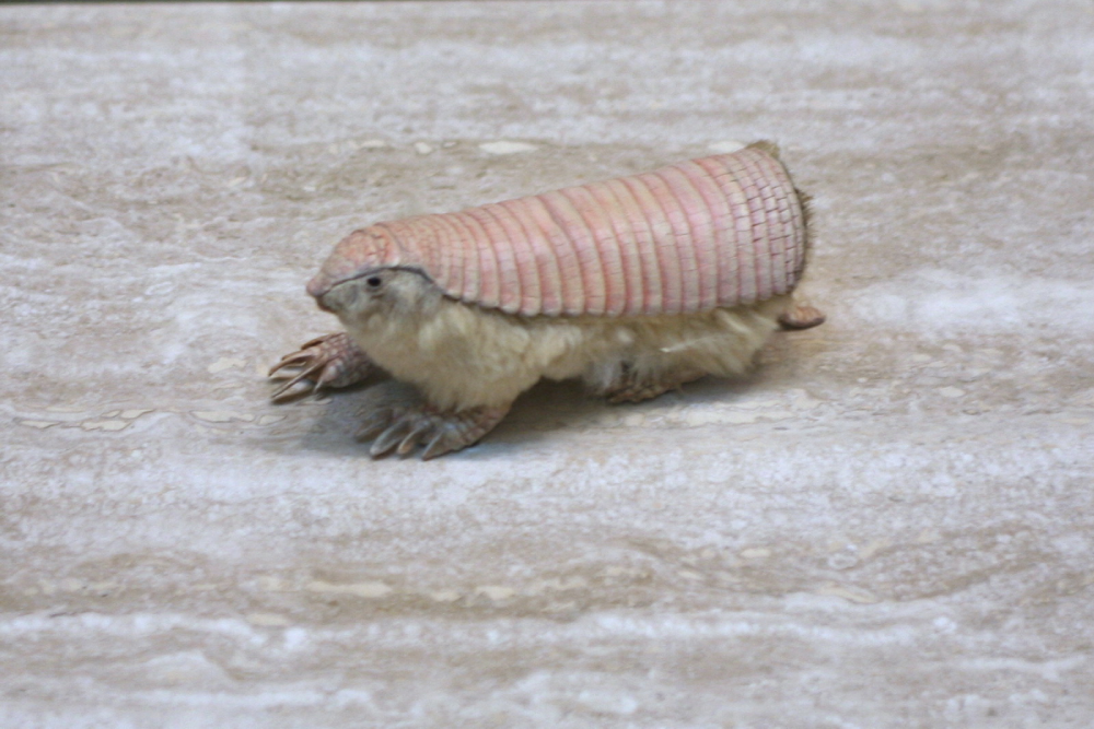 The Pink Fairy Armadillo