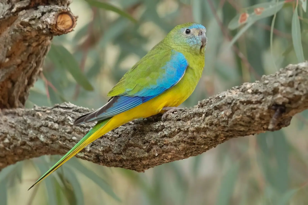 Turquoise Parrot